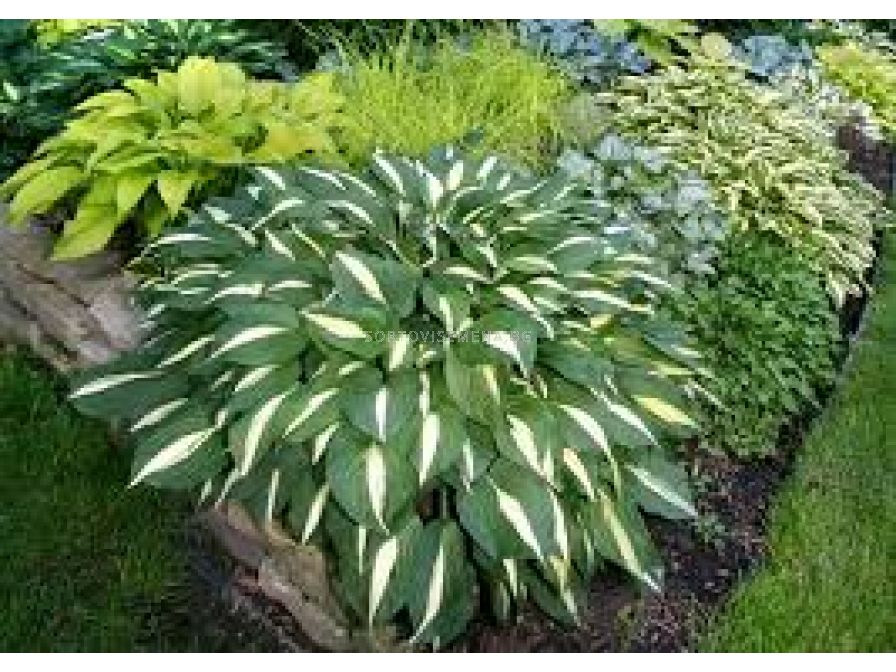 White Bikini Lsch Sortovisemena Bg