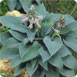 Hosta White Bikini Lsch Sortovisemena Bg