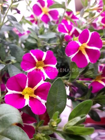 Kalibrahoe Mini Kaskadna Petuniya Razsad 1br Razsadi Cvetya Proletni Sortovisemena Bg