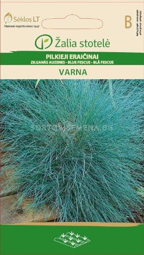 Семена Фестука / FESCUE, BLUE VARNA / SK -0,5 г | Цветя | SortoviSemena.BG