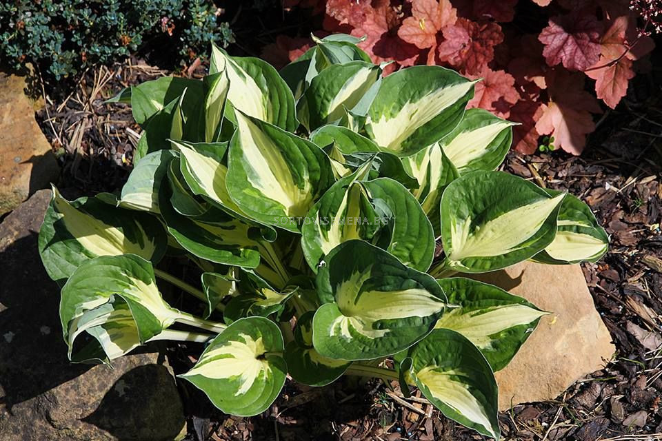 Хоста /HOSTA PATHFINDER / 1 бр коренище | Хоста-LSCH | SortoviSemena.BG