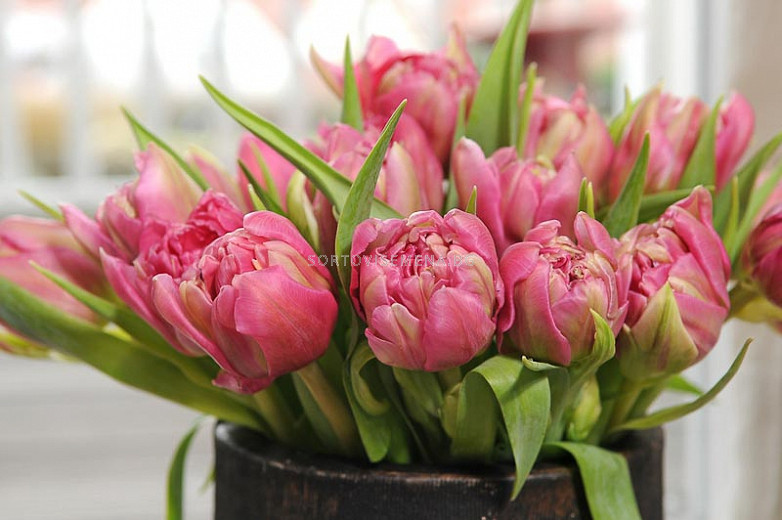 Лале /Tulips 'Double Price' / 1 бр | Лалета-LSCH | SortoviSemena.BG