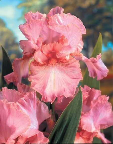 Ирис /IRIS GERM. PINK HORIZON / | Ириси-LSCH | SortoviSemena.BG