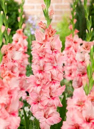 Гладиол (Gladiolus) Adrenalin | Гладиоли | SortoviSemena.BG