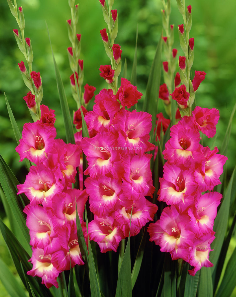 Гладиол Gladiolus Windsong 1 бр | Гладиоли | SortoviSemena.BG
