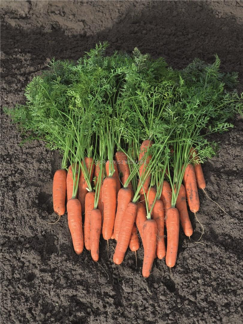 Семена моркови НАРИТА (Narita F1) фракция 2.0 - 2.2 mm - BJ - 25 000 ...