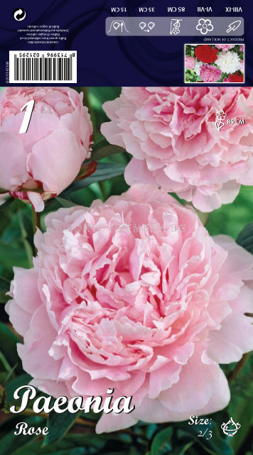 Божур Розов - Peony Pink | Божури | SortoviSemena.BG
