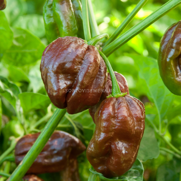 СЕМЕНА ПИПЕР ХАБАНЕРО ШОКОЛАД 100С PEPPER CHOCOLATE HABANERO Пипер