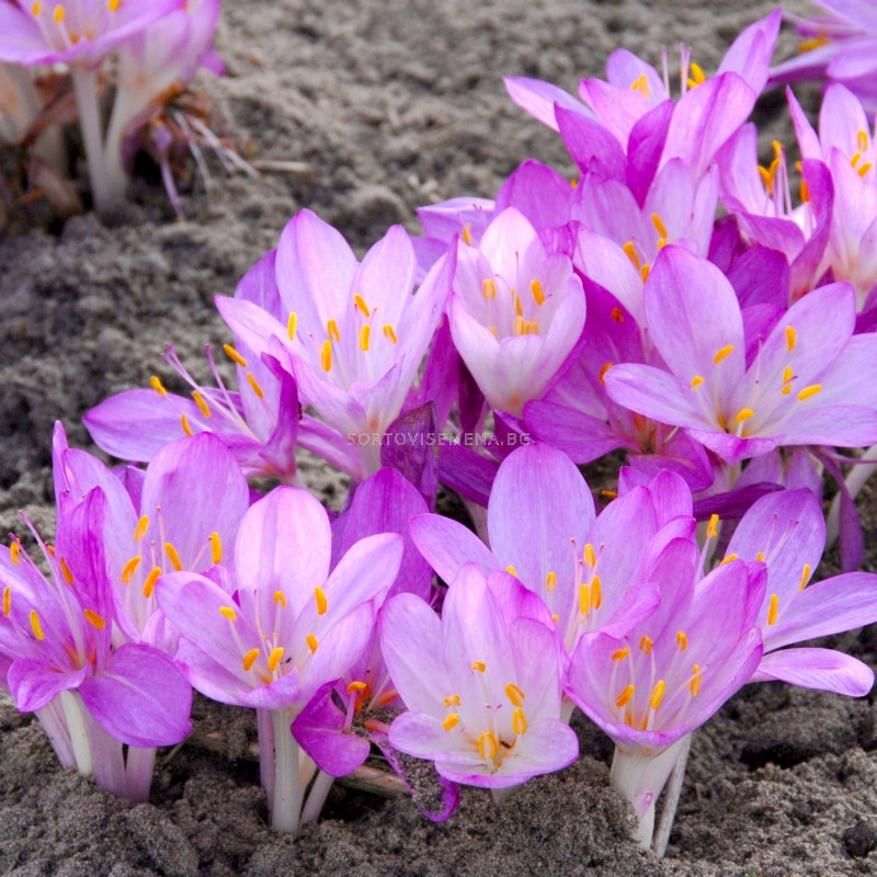 Колхикум /есенен минзухар / Colchicum The Purpureum1 бр | Колхикум ...