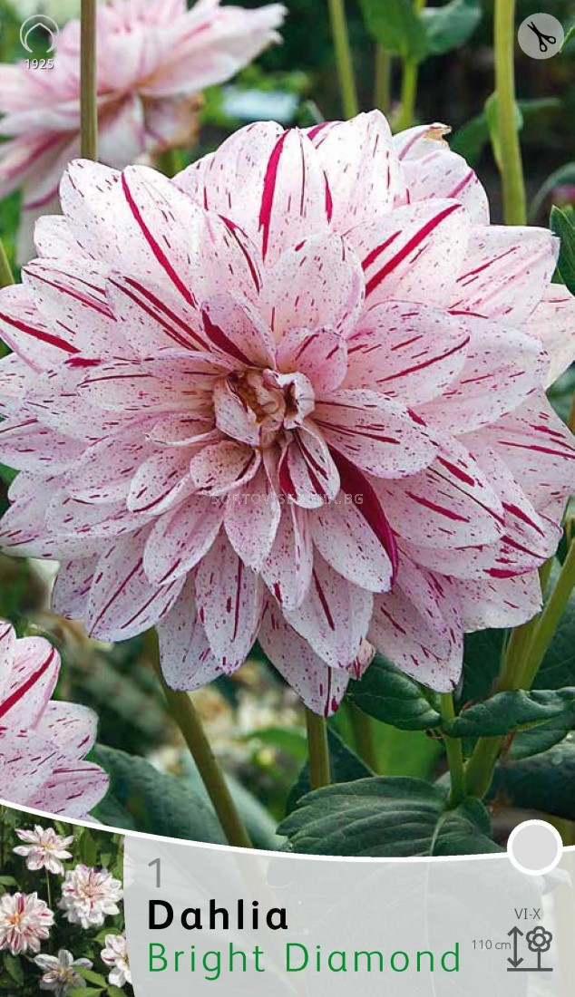 Далия Bright Diamond - Dahlia Bright Diamond Далии SortoviSemena.BG. 
