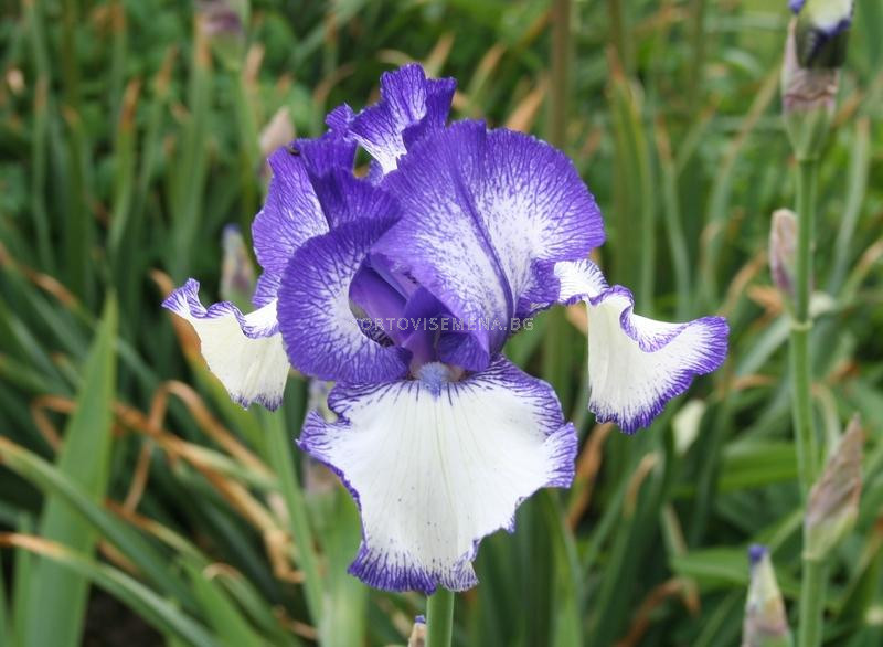 инстаграм кот ирис ирисыч. инстаграм кот ирис ирисыч. 2003_ирисы (irises). инстаграм кот ирис ирисыч. ирис town crier.