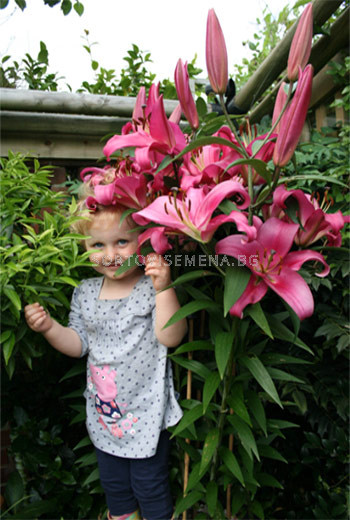 Лилиум дървовиден (Lilium tree) Vice Versa (розов) | Лилиуми-LSCH ...