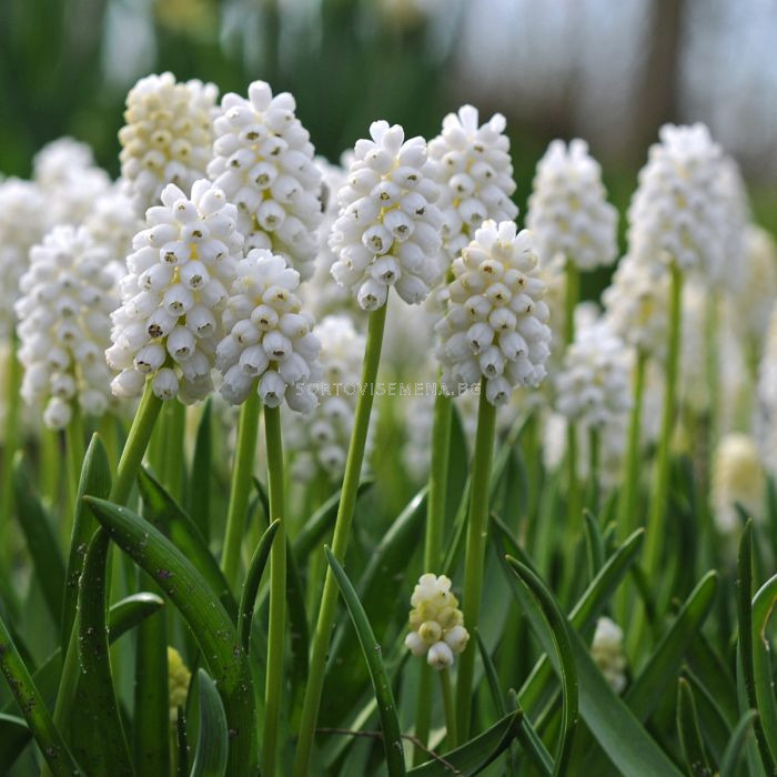 Мускари /Muscari aucheri 'White Beauty'/ 1 бр | Мускари - Lommerse and ...