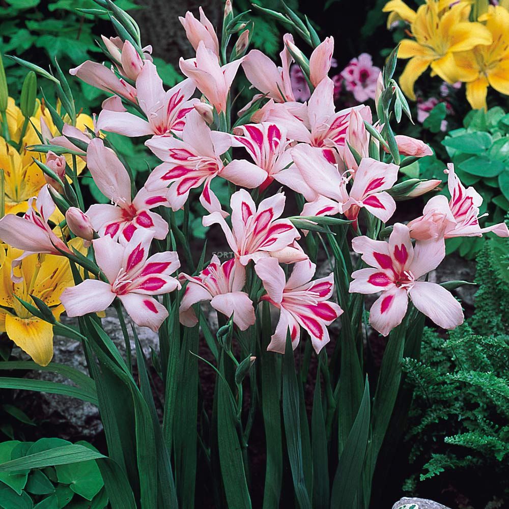 Гладиол /Gladiolus nanus 'Impressive'/ | Гладиоли | SortoviSemena.BG