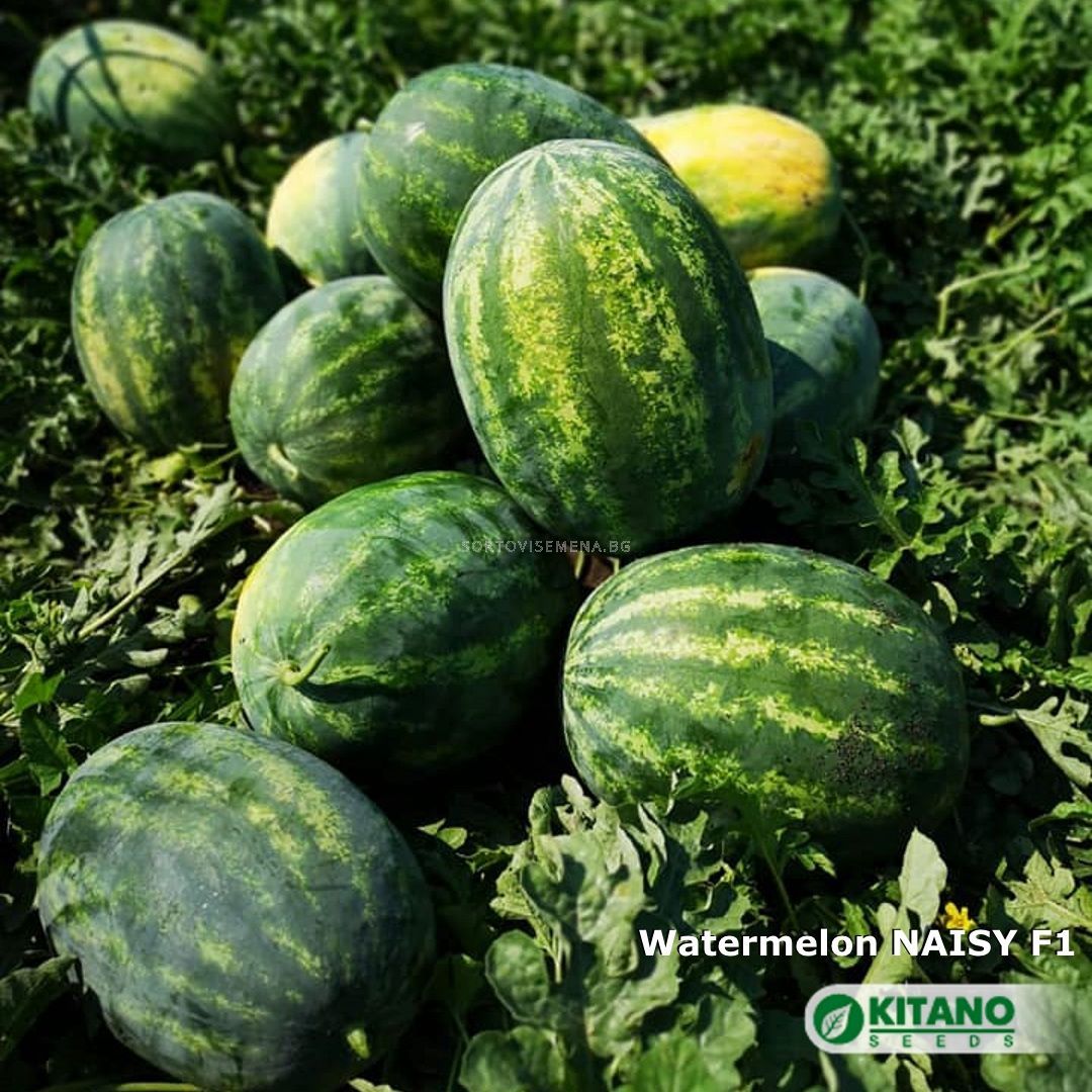 Семена Дини Нейзи F1 - Watermelon Naisy (KS 638) F1 | Дини ...