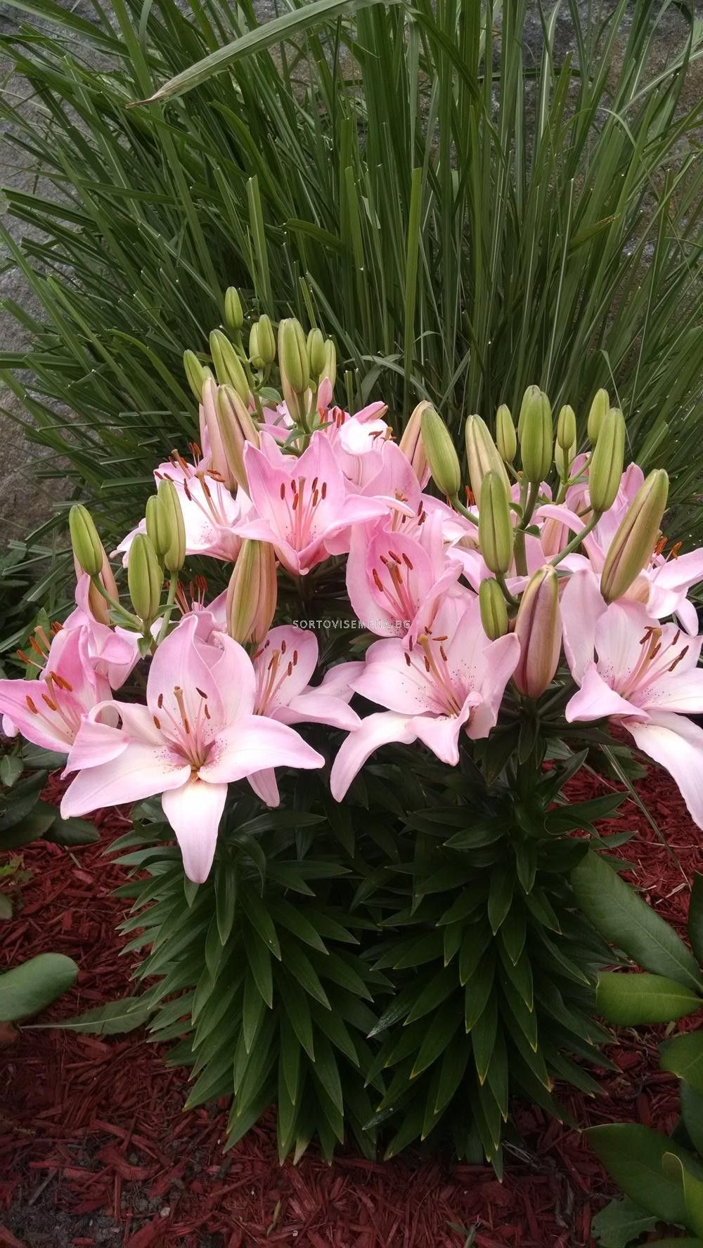 Лилиум азиатски Марлен / Lilium asiatic Marlene / | Лилиуми-LSCH ...