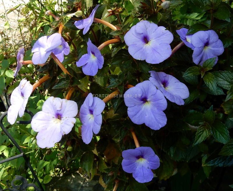 Ахименес син /Achimenes hybride blue/-1 бр | Други-пролетни ...