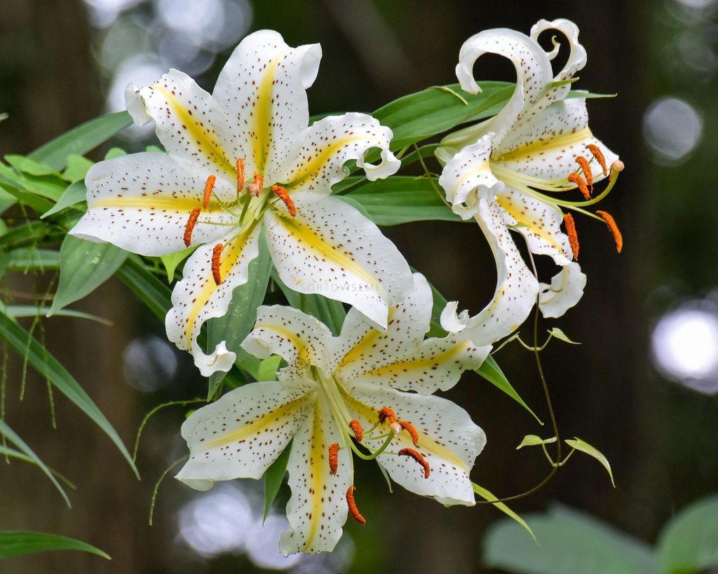 Лилиум / Lilium species 'Auratum' / 1 бр Лилиумипролетни