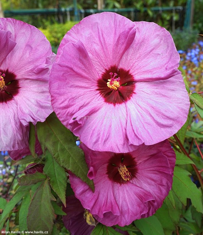 Хибискус XXL /Hibiscus XXL Plum Crazy1 корен Другипролетни