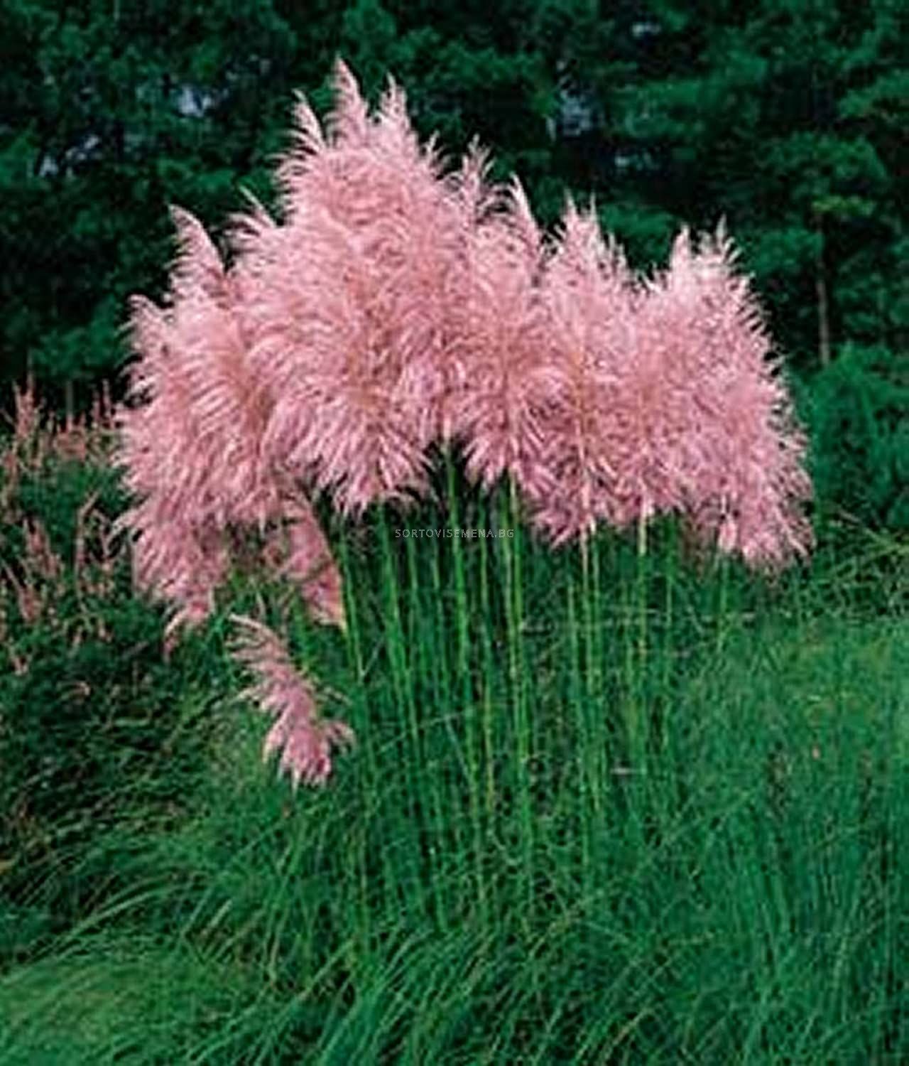 Пампаска трева розова / cortaderia selloana rosea / 1 бр саксия разсад ...