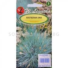 Семена Фестука / Festuca glauca silvery-blue/ 'LG -1 оп | Toraf - цветя ...