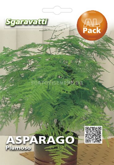 Asparagus Mkata Na Hudozhnika Sg Cvetya Sortovisemena Bg