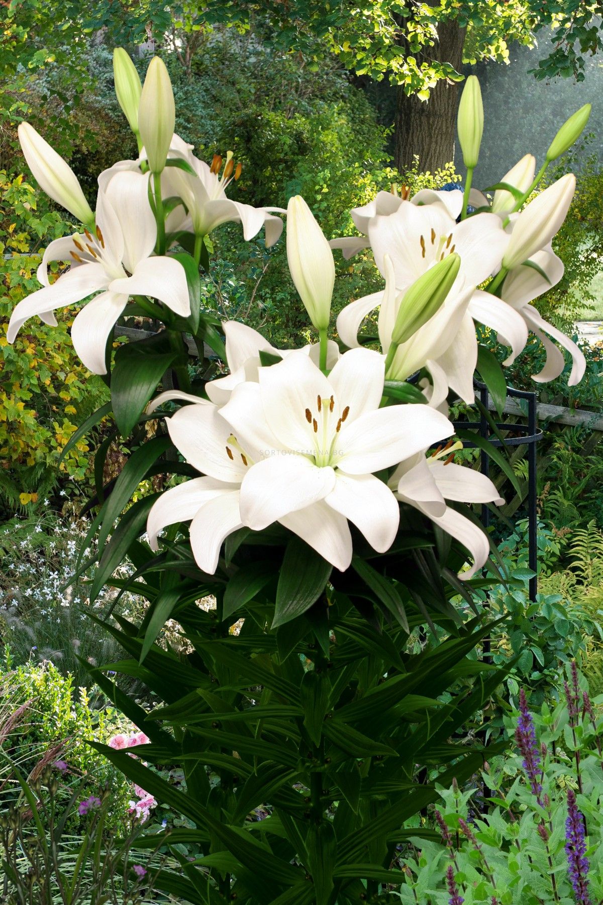 Лилиум / Lilium la-hybrids 'Kent' / 1 бр | Лилиуми-пролетни ...