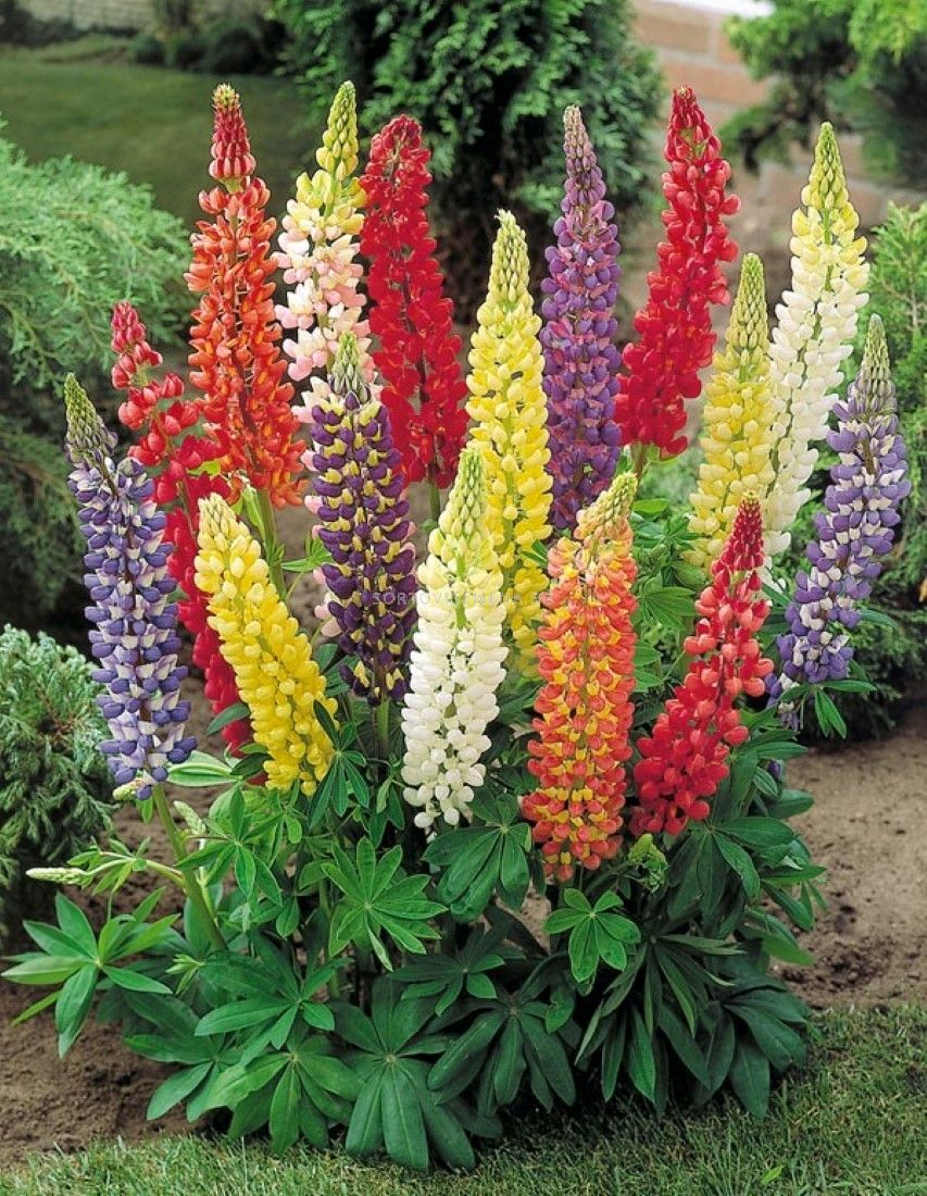 Люпин многолистный. Люпин Рассела. Люпин Руссель многолетний. Люпин Рассела смесь