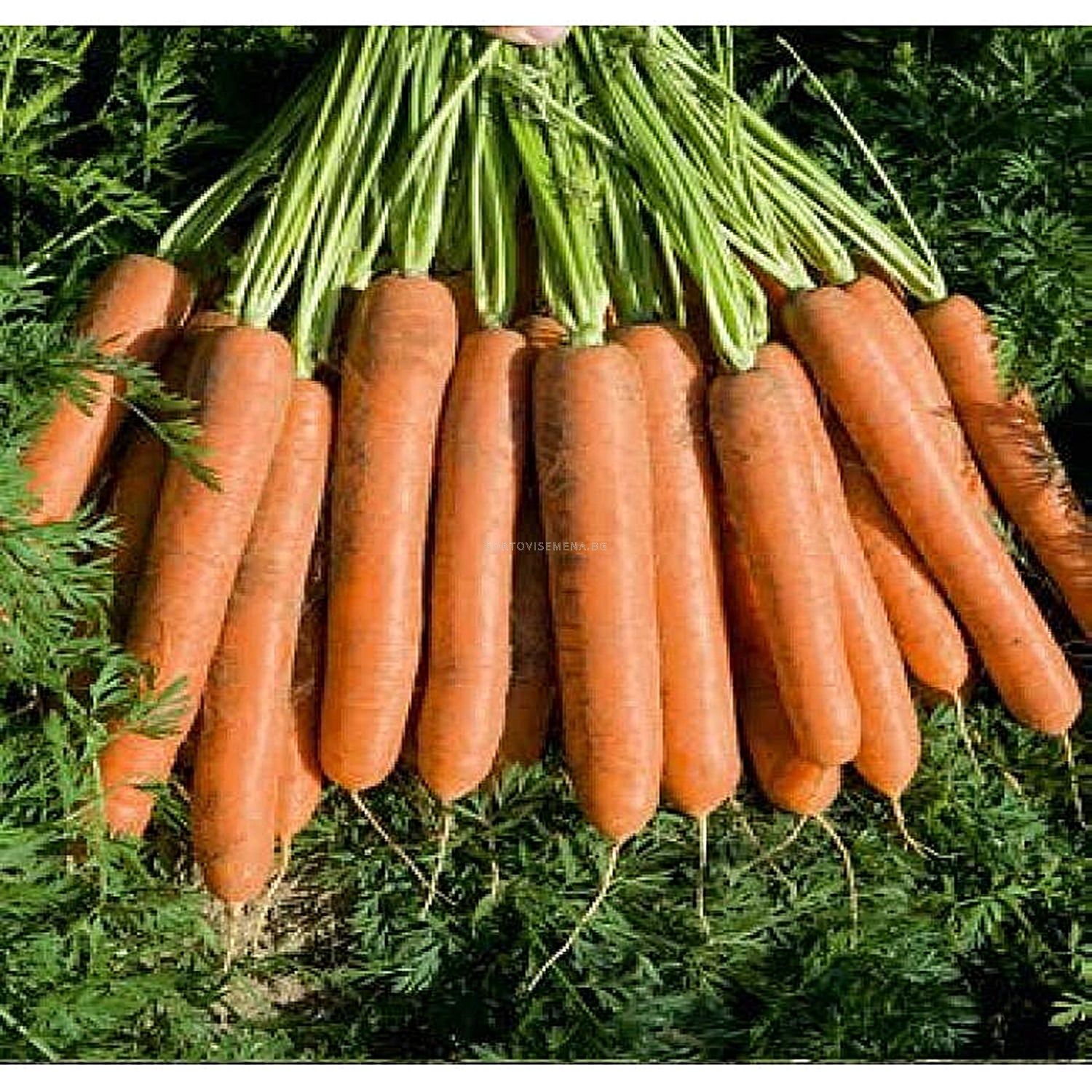 Морковь гибриды. Бейо морковь. Морковь Нантская профи семена. Морковь Канада f1. Морковь сортотип Амстердам.