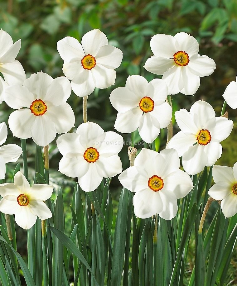 Нарцис (Narcissus) Poeticus Actaea - 10 бр | Нарциси-Lommerse and ...