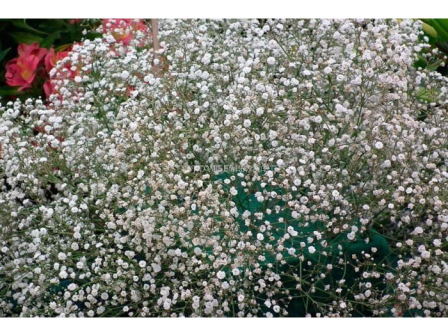 Гипсофила бяла- Gypsophila White -3 бр. | Други-LSCH | SortoviSemena.BG