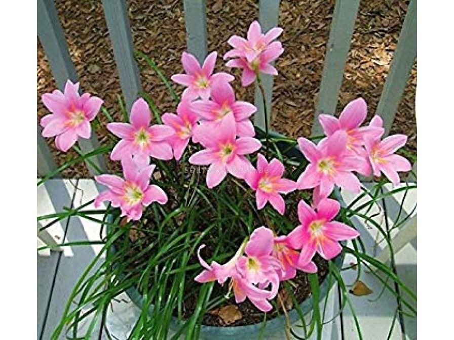 Зефирантес Робустус. Зефирантес Pink. Зефирантес розовый выскочка. Зефирантес Робустус мощный