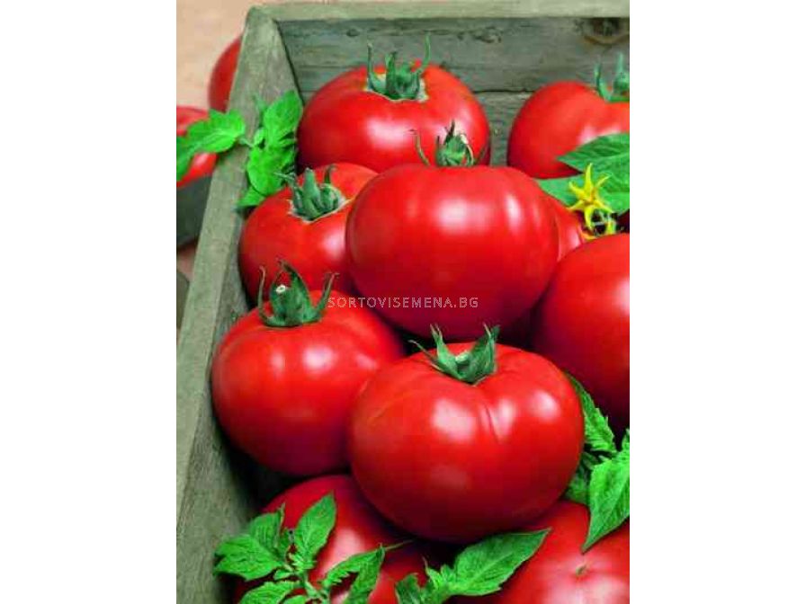 1000 семян томатов
