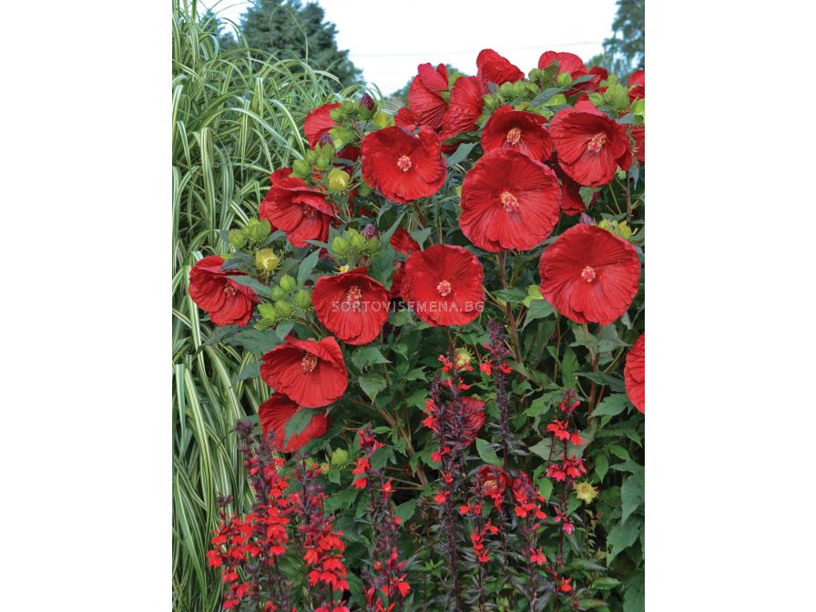 Хибискус XXL /Hibiscus XXL Cranberry Crush/1 корен Другипролетни