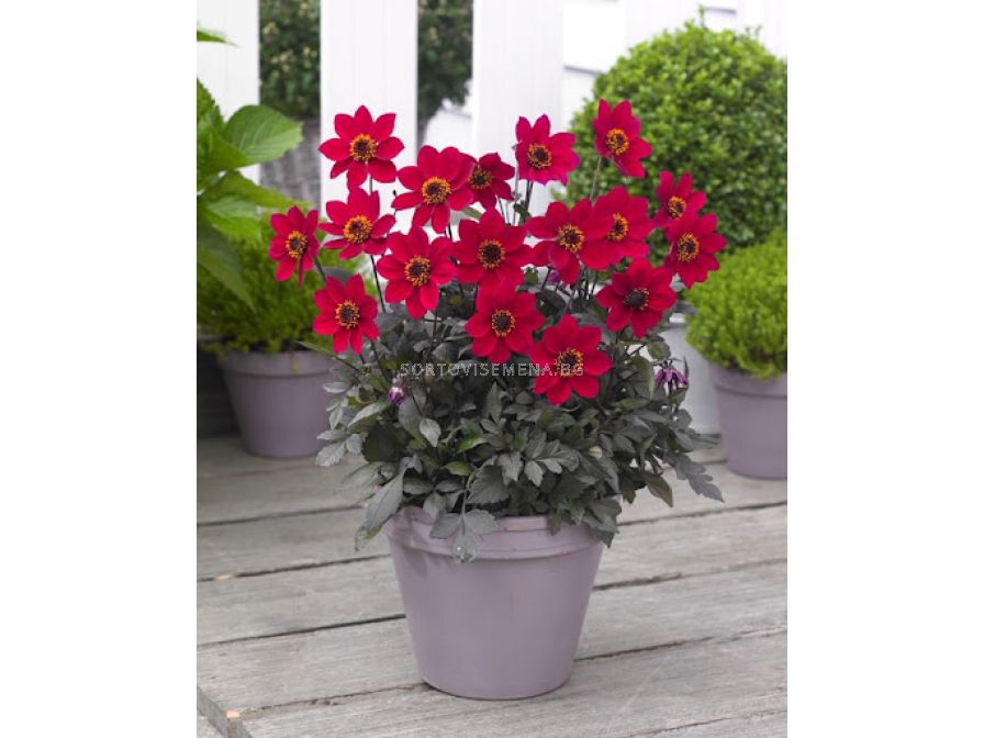 Далия / Dahlia Happy Days Cherry Red / 1 корен Далии SortoviSemena.BG