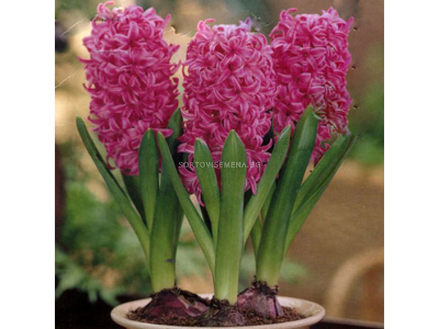 Гиацинт вурбак. Гиацинт 3 луковицы в горшке. Можно ли посадить гиацинт. Гиацинт 3 луковицы в горшке. Можно ли посадить гиацинт.