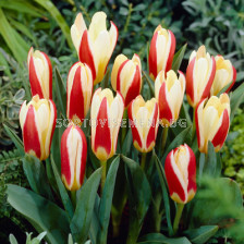 Лале /Tulip The First/ 10/11