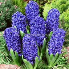 Зюмбюл Single Blue Pearl 14/15
