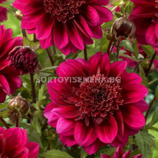 Далия / Dahlia Purple Puff / 1 корен