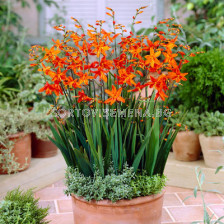 Крокосмия / Crocosmia  'Babylon' / 1 бр