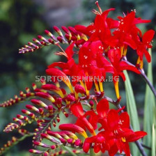 Крокосмия / Crocosmia 'Red King' / 1 бр 