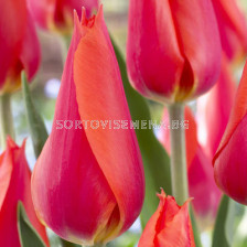 Лале Perestroyka 1 бр