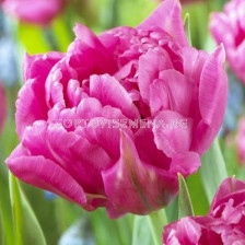 Лале /Tulip Dior/ 11/12
