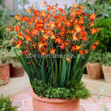 Крокосмия / Crocosmia 'Carm.Brilliant' / 1 бр 