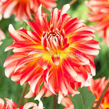 Далия /Dahlia decorative Pennylane/ 1 коренище