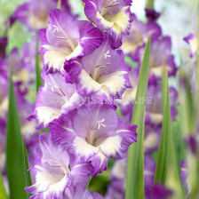 Гладиол Gladiolus King's Lynn 1 бр