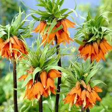 Фритилария /Fritillaria imperialis 'Prolifera'/ 1 бр