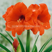 Амарилис /Hippeastrum 'Orange Souvereign' /1 бр