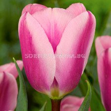 Лале /Tulip Algarve/ 11/12