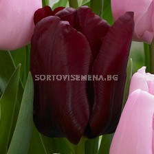 Лале /Tulip Mascara/ 11/12